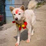 dog-pooja