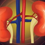 kidney