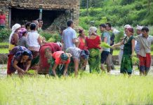 छुपुमा छुपु धानैमा रोपौं, बागलुङमा मनाइयो असार पन्ध्र