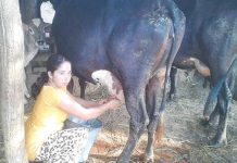 बागलुङ दुध उत्पादनमा आत्मनिर्भर बन्दै