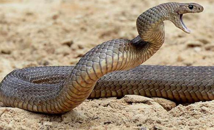 snake