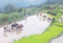 गाउँमा कामको चहलपहल