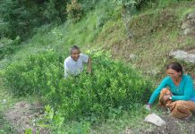 नर्सरीबाट कमाउछन थापा दम्पत्तिले वार्षिक ४ लाख