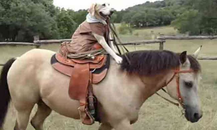dog-horse-riding