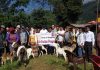 रोटरी क्लव अफ बागलुङद्धारा तित्याङगका कृषकहरुलाई बाख्रा वितरण