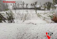 असिना पानीले काठेखोलामा भित्र्याउने बेलाको बाली नष्ट