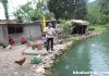 कोरियाबाट फर्केर माछा पालन गर्दै पुन