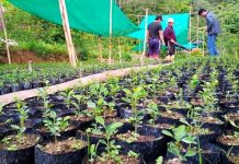 अन्न नफल्ने खेतमा नर्सरी व्यवसाय, वार्षिक १ करोड आम्दानी