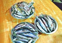 प्रवासीलाई कोसेली दरामखोलाको असला माछा