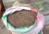 गाँजालाई औषधिजन्य प्रयोग गर्न दिइने