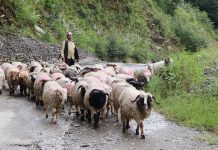 चौध दिन हिँडेर भेडा बेच्न बागलुङ बजार