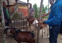 दशैलाई स्थानीय जातको खसीबोका तयार