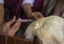 गुल्मीमा बोकालाई संगिनी सुइ लगाइदिएपछि…