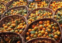 काठेखोलामा पाँच करोड ४० लाखको सुन्तला उत्पादन